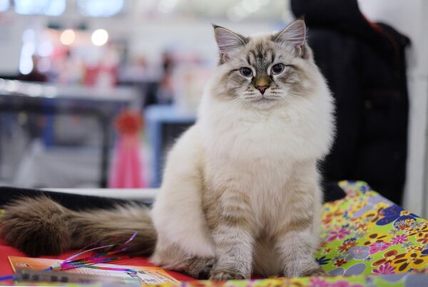 Выставка кошек Гран-при Royal Canin в Москве - Sputnik Lietuva