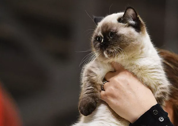 Выставка кошек Гран-при Royal Canin в Москве Выставка кошек Гран-при Royal Canin в Москве - Sputnik Lietuva
