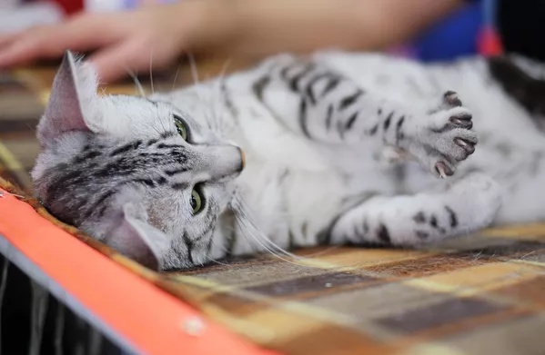 Выставка кошек Гран-при Royal Canin в Москве Выставка кошек Гран-при Royal Canin в Москве - Sputnik Lietuva