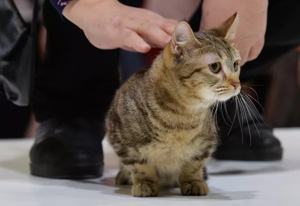 Выставка кошек Гран-при Royal Canin в Москве Выставка кошек Гран-при Royal Canin в Москве - Sputnik Lietuva
