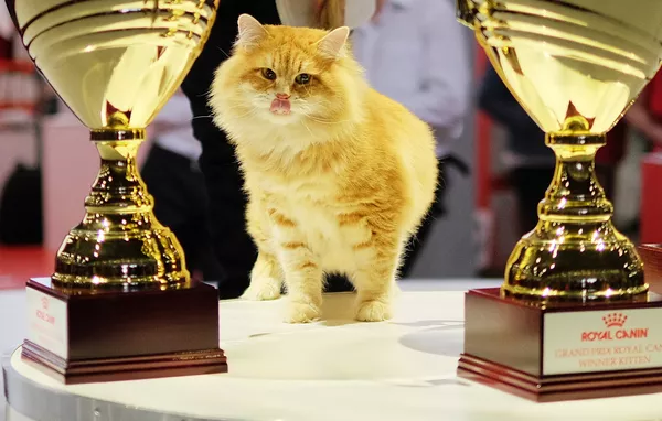 Выставка кошек Гран-при Royal Canin в Москве Выставка кошек Гран-при Royal Canin в Москве - Sputnik Lietuva