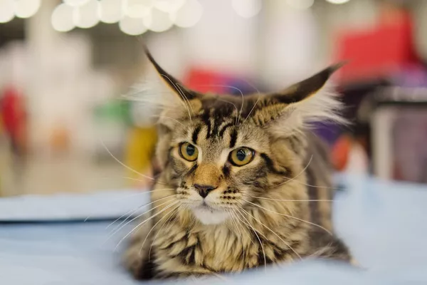 Выставка кошек Гран-при Royal Canin в Москве Выставка кошек Гран-при Royal Canin в Москве - Sputnik Lietuva