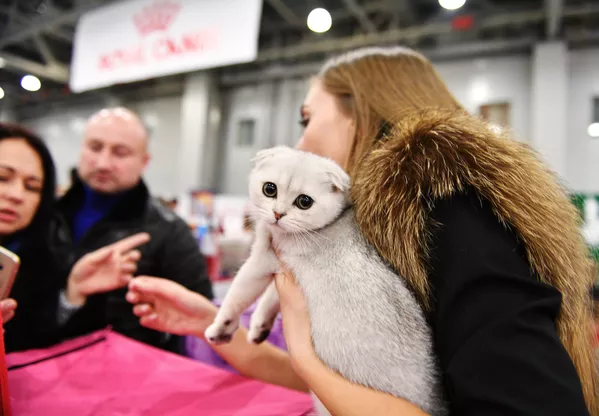 Выставка кошек Гран-при Royal Canin в Москве Выставка кошек Гран-при Royal Canin в Москве - Sputnik Lietuva