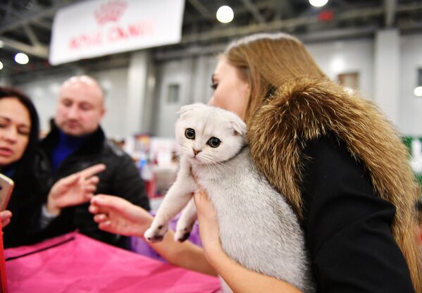 Выставка кошек Гран-при Royal Canin в Москве - Sputnik Литва