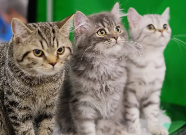 Выставка кошек Гран-при Royal Canin в Москве Выставка кошек Гран-при Royal Canin в Москве - Sputnik Lietuva