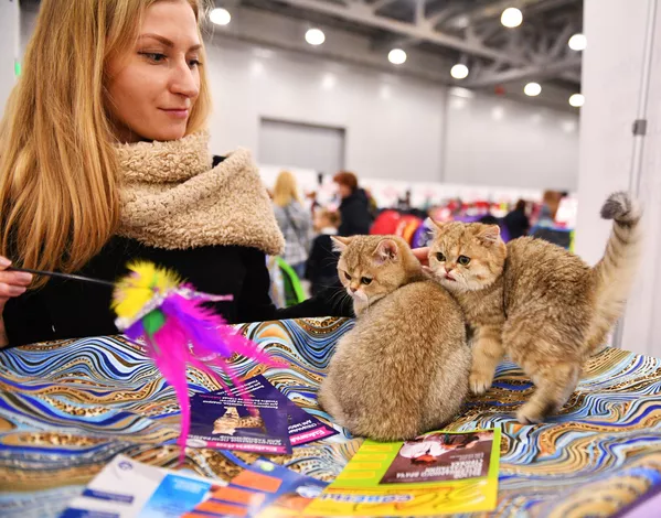 Выставка кошек Гран-при Royal Canin в Москве Выставка кошек Гран-при Royal Canin в Москве - Sputnik Lietuva