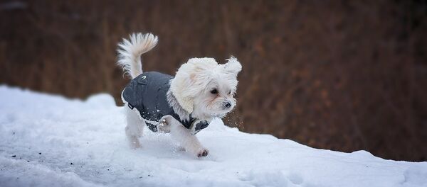 Собака на прогулке зимой - Sputnik Литва