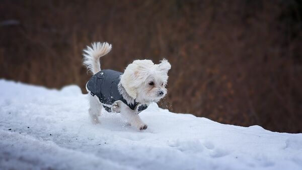 Собака на прогулке зимой, архивное фото - Sputnik Литва