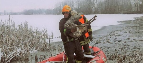 Пожарные спасли оленя - Sputnik Литва