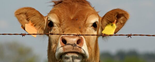 Корова за колючей проволокой - Sputnik Литва