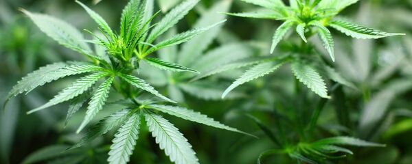 Марихуана - Sputnik Литва