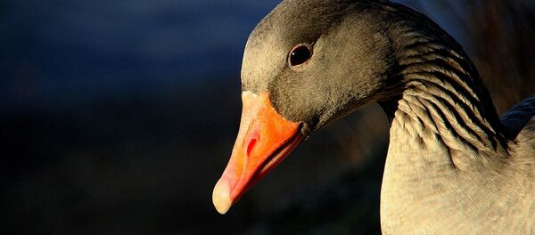 Гусь - Sputnik Литва