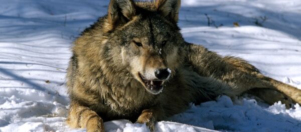 Волк - Sputnik Литва