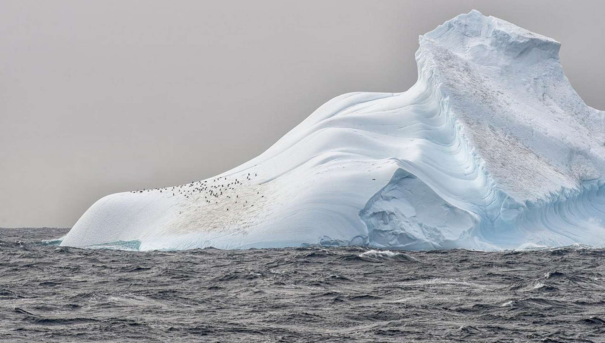 Море росса какой океан. Шельфовый ледник Лазарева. Айсберги в Атлантическом океане. Море Росса. Море Росса фото.