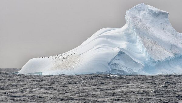 Пингвины на леднике в Антарктиде - Sputnik Lietuva