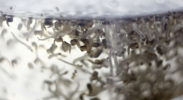 Личинки комаров вида Aedes aegypti, передающих инфекцию от больного человека - Sputnik Литва