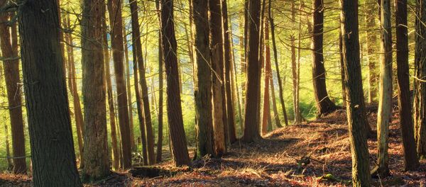 Хвойный лес - Sputnik Литва