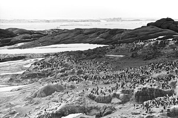 Колония пингвинов на побережье моря Дэвиса (Антарктида). - Sputnik Литва