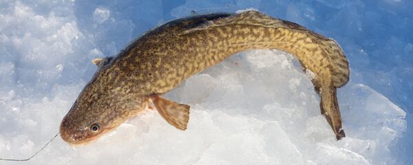 Налим Налим - Sputnik Литва