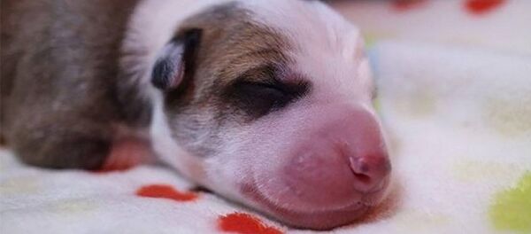 Клон собаки Клон собаки - Sputnik Литва