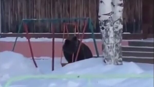 Медведь покачался на качелях в Томской области - Sputnik Lietuva