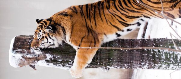 Обитатели Литовского зоопарка зимой Обитатели Литовского зоопарка зимой - Sputnik Lietuva