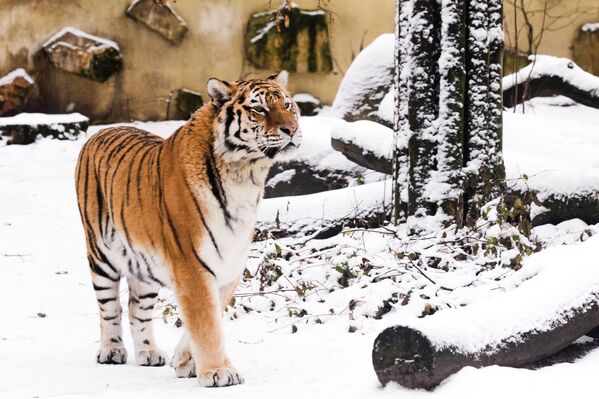 Обитатели Литовского зоопарка зимой - Sputnik Lietuva
