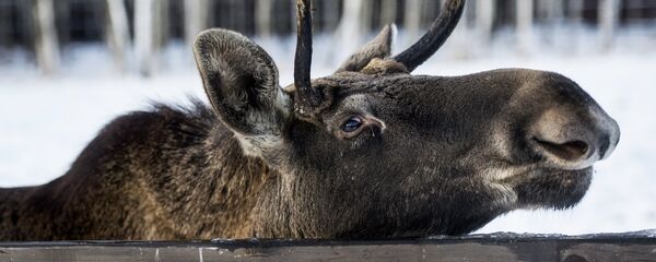 Открытие после реконструкции биостанции в парке Лосиный остров - Sputnik Литва