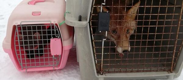 Животные зоологического сада Животные зоологического сада - Sputnik Lietuva