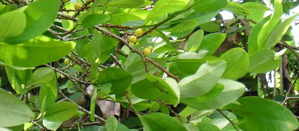 Листья кокаинового куста - Sputnik Литва