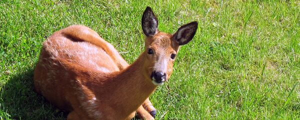 Косуля - Sputnik Литва