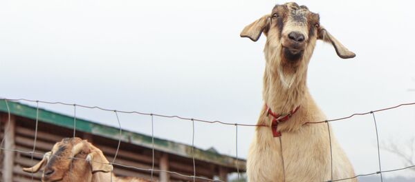 Ožka Ožka - Sputnik Lietuva