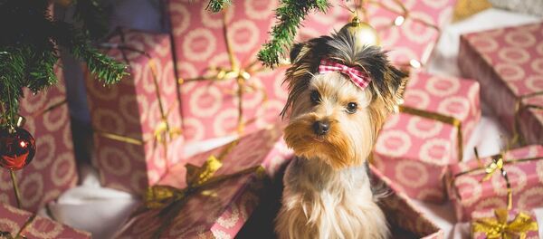 Подарок на праздник - Sputnik Литва