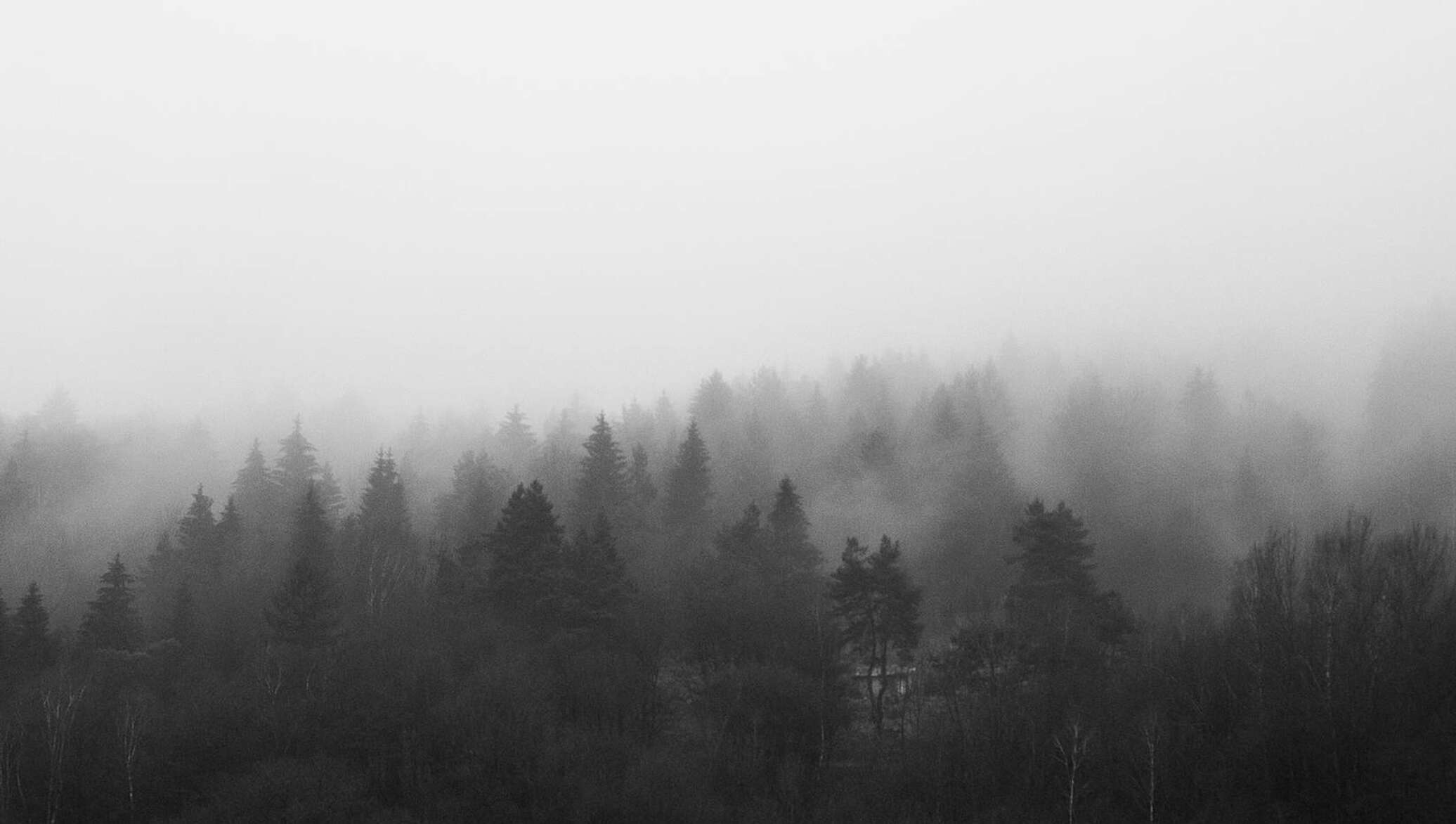 Серые туманы эрантии. Atmospheric Black Metal лес. Туманный лес. Серый лес. Мрачный туман.