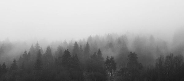 Лес в тумане Лес в тумане - Sputnik Литва