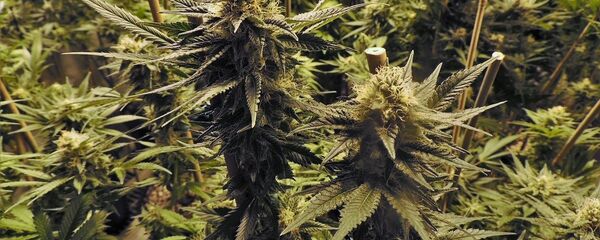 Куст конопли Куст конопли - Sputnik Lietuva