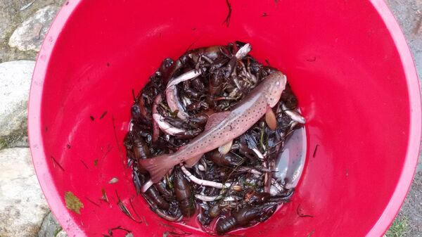 Спасение лососей в реке Вильняле - Sputnik Литва