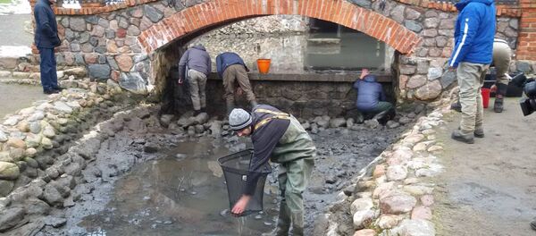 Спасение лососей в реке Вильняле - Sputnik Литва