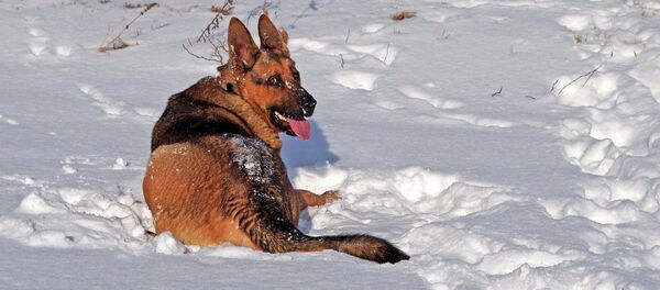 Овчарка в снегу Овчарка в снегу - Sputnik Lietuva