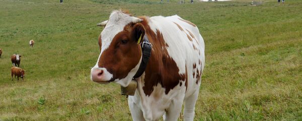 Karvė Karvė - Sputnik Lietuva