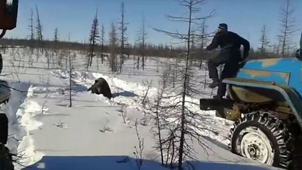 В Якутии местные жители на Уралах жестоко убили медведя - Sputnik Литва
