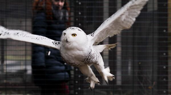 В литовском зоопарке появилась белая сова - Sputnik Литва