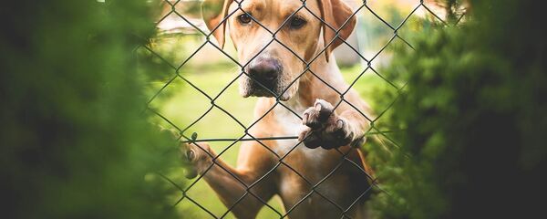Грустная собака за забором, архивное фото Грустная собака за забором, архивное фото - Sputnik Lietuva