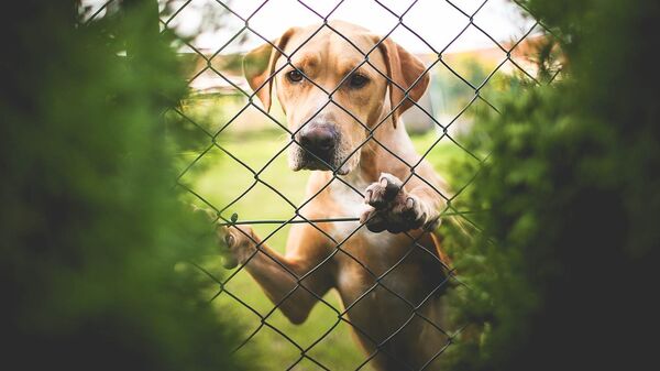 Грустная собака за забором, архивное фото - Sputnik Lietuva