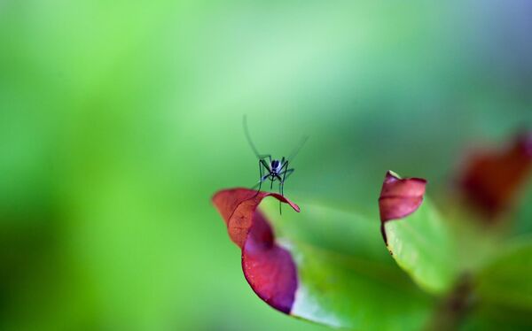 Комар на листике Комар на листике - Sputnik Lietuva