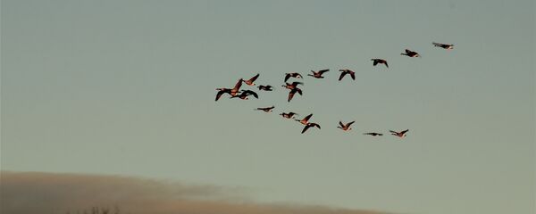 Перелетные птицы Перелетные птицы - Sputnik Литва