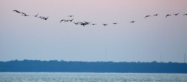 Перелетные птицы - Sputnik Литва