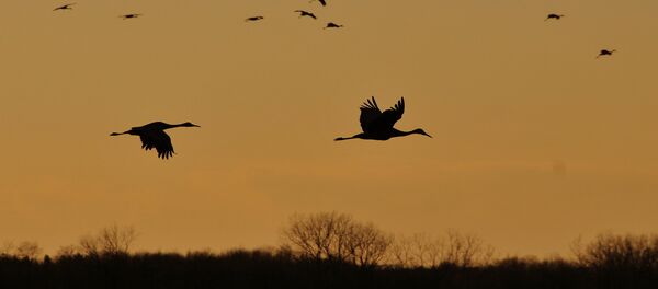 Перелетные птицы Перелетные птицы - Sputnik Lietuva