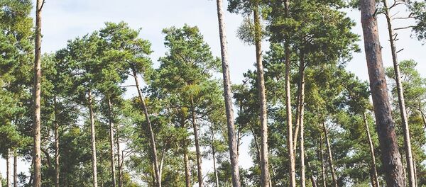 Лес Лес - Sputnik Литва