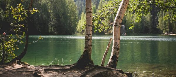 Березы на берегу лесного озера - Sputnik Lietuva